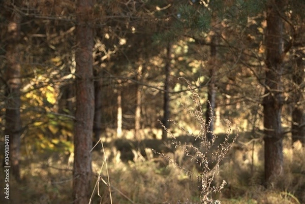 Obraz autumn in the forest