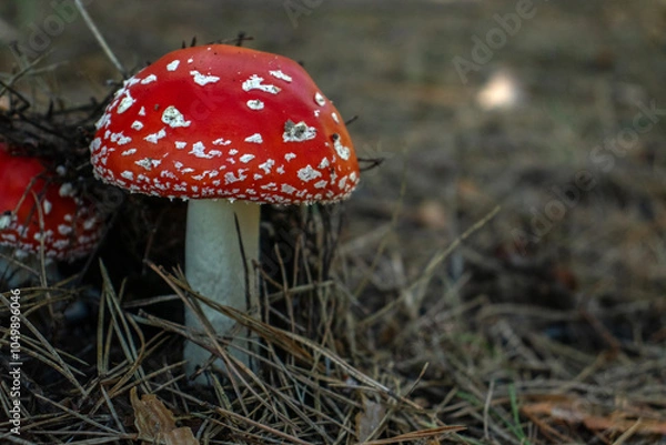 Obraz Red fly agaric (lat. Amanita muscaria) in the forest. Side view, close-up. The most recognizable poisonous mushroom.