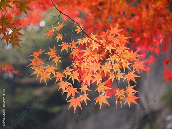 Fototapeta 紅葉（葉っぱ）