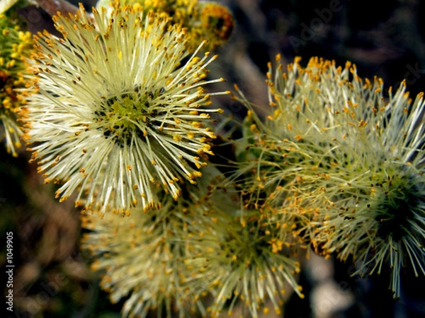 Obraz spring   willow