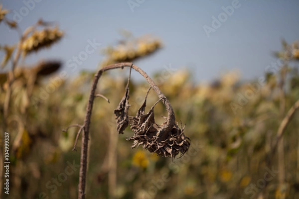 Obraz Dried sunflower on a field