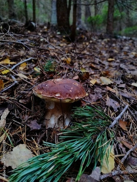 Fototapeta Brown boletus edulis standing alone in forest. Mushroom picking. Fall harvest of mushrooms. Czech wild woods. Spruce trees. Green and brown colors. Autumn in Europe. Branches and leaves on ground. 