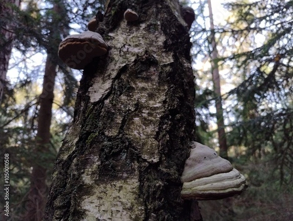 Fototapeta Willow bracket growing on birch. Parasite mushroom in forest. Close up nature photo. Autumn in Czech. Fresh air i  fall. Detail of tree and mushrooms. Brown, green and white colors. Outdoor walk.