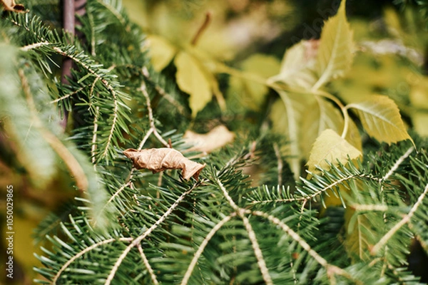 Fototapeta A detailed close up view of a pine tree branch featuring a single leaf