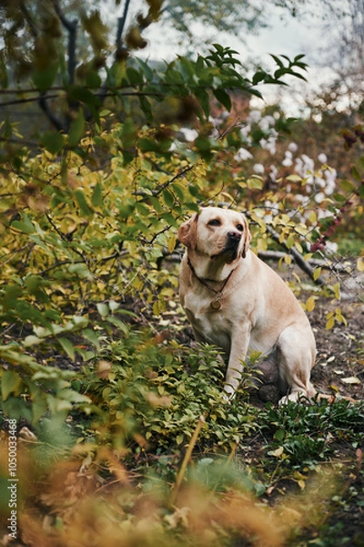 Fototapeta White fawn labrador near cut tree branches