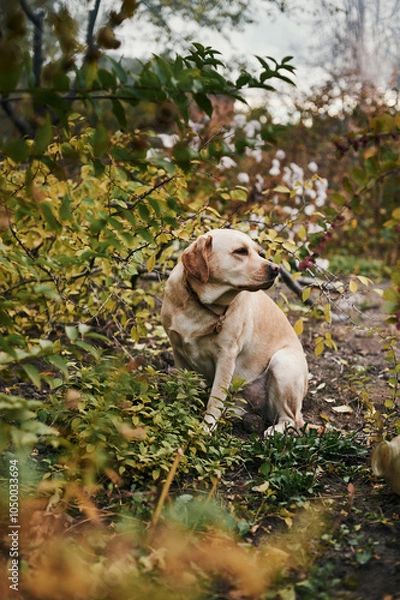 Fototapeta White fawn labrador near cut tree branches