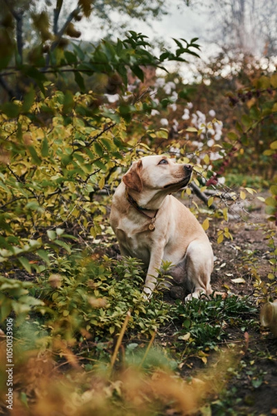 Fototapeta White fawn labrador near cut tree branches
