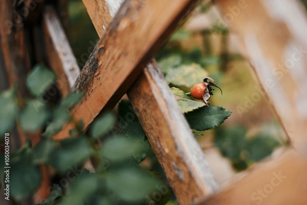 Fototapeta Red rose hips growing between a wooden screen in a vegetable garden