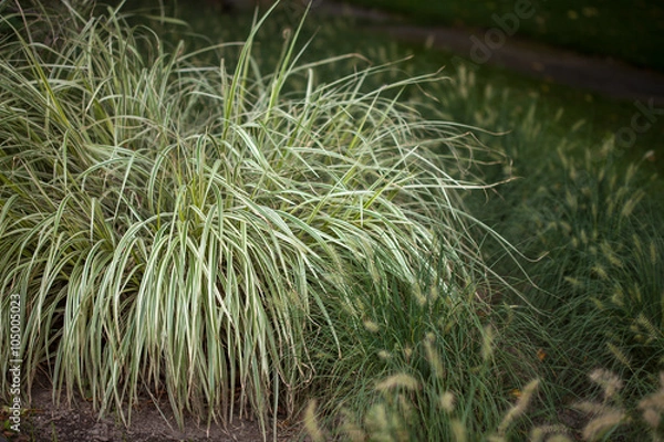 Obraz Decorative grass in a park