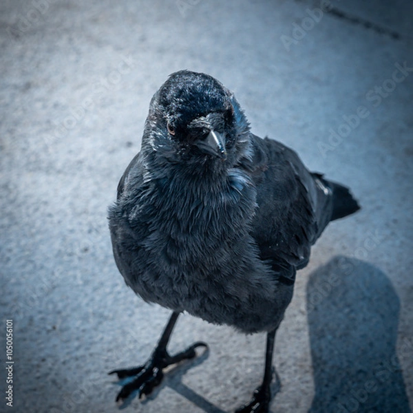 Obraz black and white crow