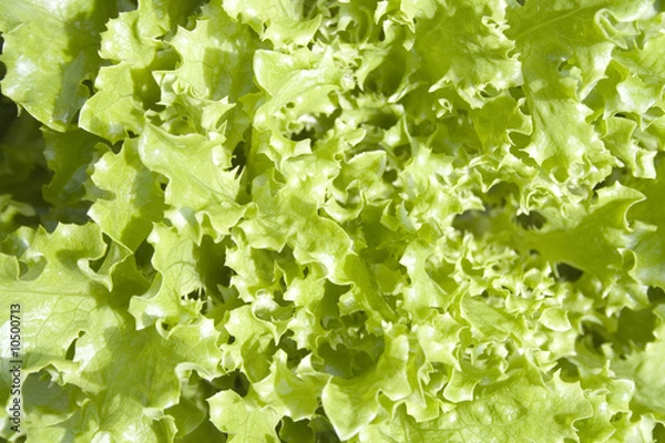 Obraz Fresh Fancy Lettuce