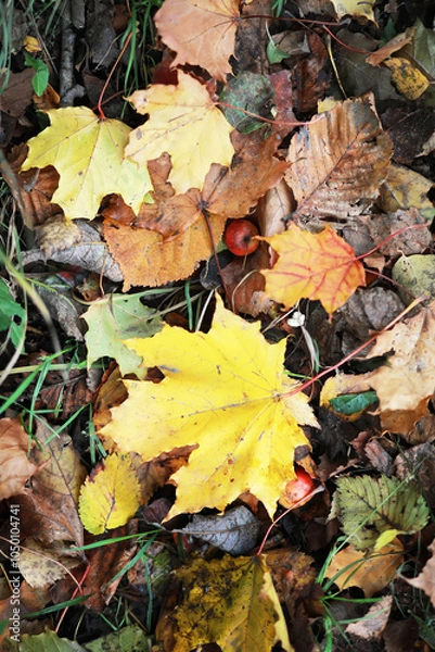 Fototapeta city park without people on an autumn day, bright rays of the sun shine through the crowns of maple trees