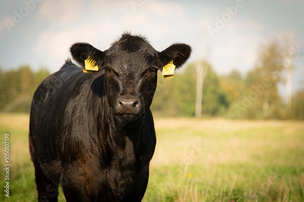 Fototapeta Black angus heifer calf on autumn day standing in grass