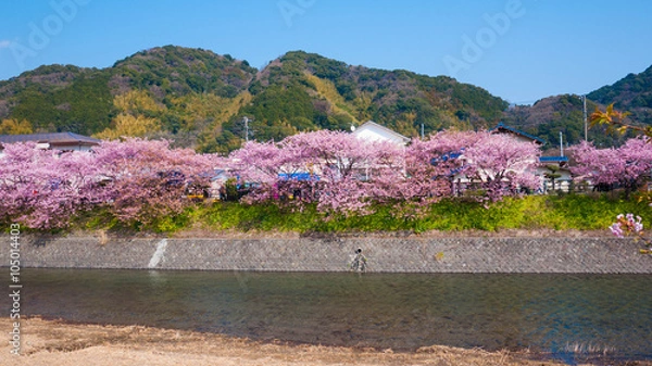 Fototapeta The Kawazu sakura cherry blossoms