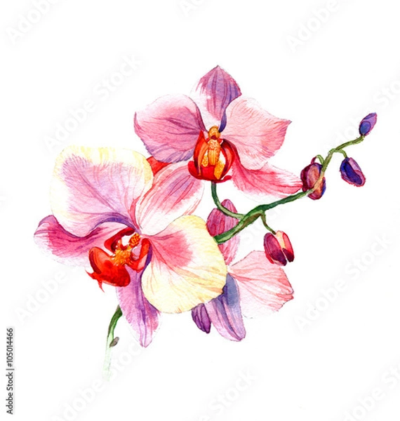 Obraz the new view of orchid watercolor hand drawn for postcard  isolated on the white background