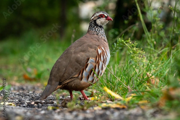Obraz Red-legged Partridge