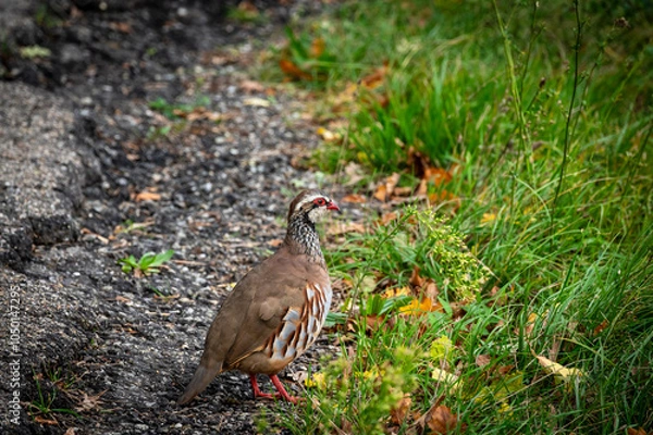 Obraz Red-legged Partridge