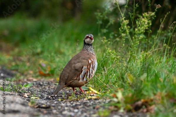 Obraz Red-legged Partridge