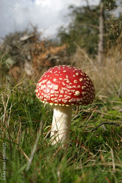 Fototapeta The toxic mushroom (toadstool) Fly agaric