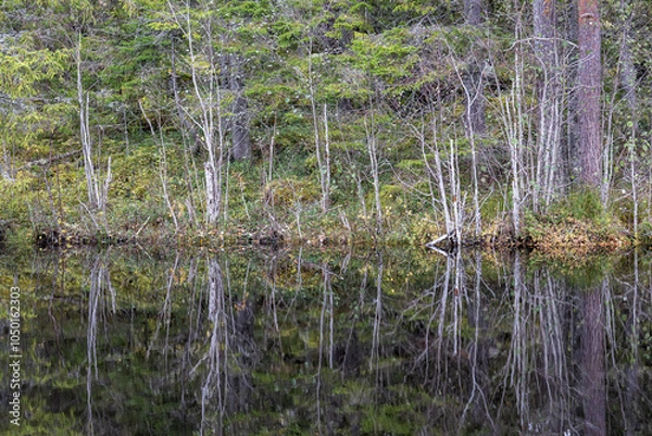Obraz Forrest in autumn
