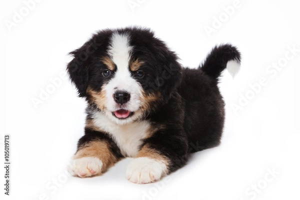 Fototapeta Puppy Bernese Mountain Dog lying and looking at the camera (isolated on white)