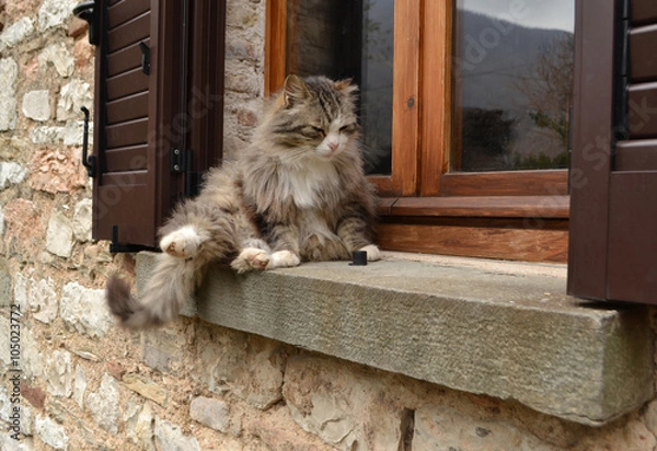 Obraz Schläfrige Katze