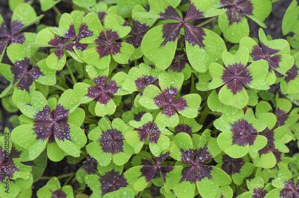 Obraz Glücksklee - Wassertropfen