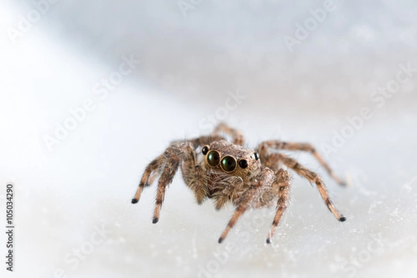 Obraz The little spider