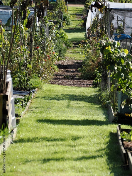 Obraz a grassy path between some allotments