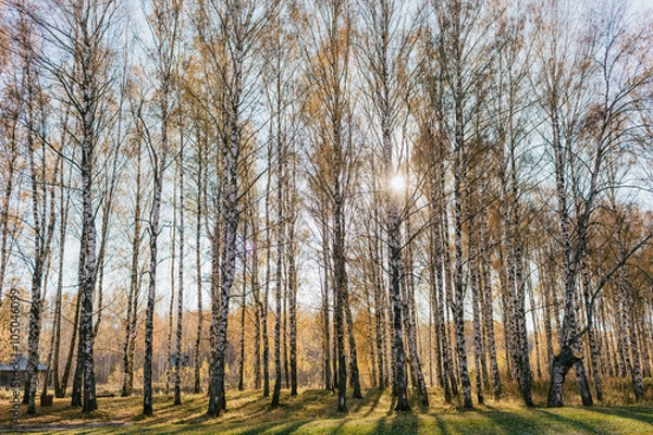 Fototapeta Березы