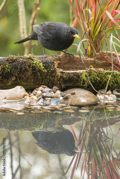 Obraz Amsel an Wasserstelle