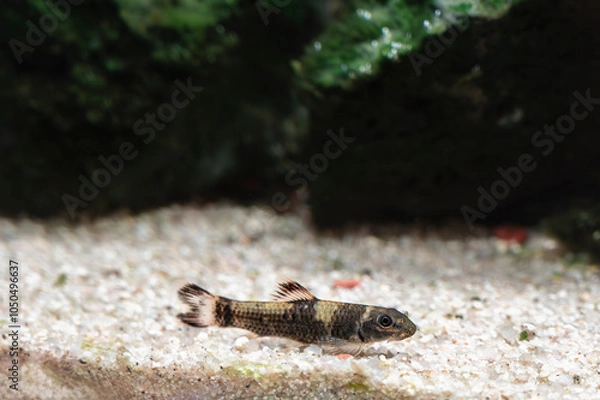 Obraz Garra panda (Garra flavatra)