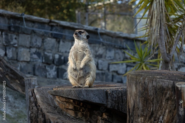 Fototapeta Meerkat standing on a wooden stump with a stone wall in the background. (Suricata suricatta)