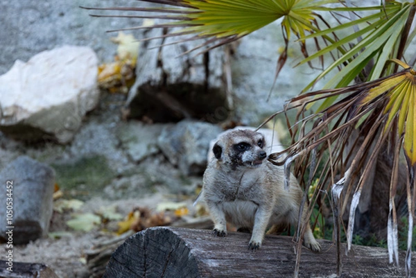 Fototapeta A meerkat standing on a tree trunk lined with palm leaves.In the background stones and a crushed stump.  (Suricata suricatta)