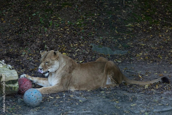 Fototapeta View of a lioness lying on the ground with two colored balls nearby, surrounded by autumn leaves.