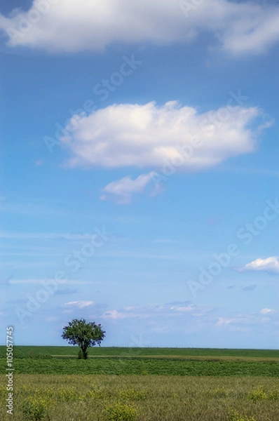 Obraz The lonely tree