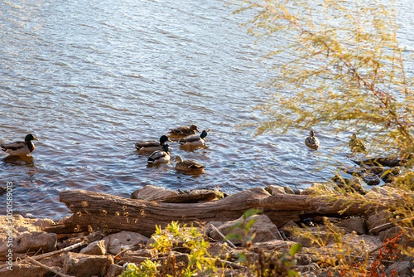 Obraz Ducks Gliding on Tranquil Waters