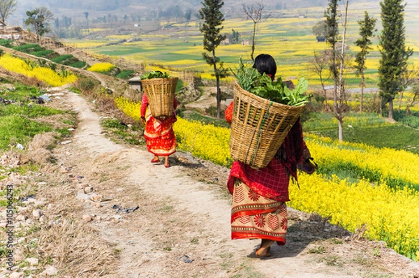 Obraz Napal country life 