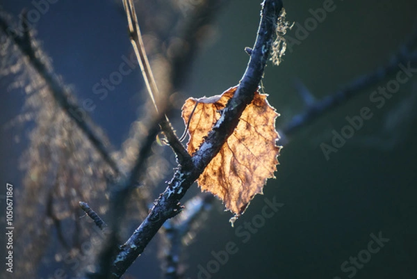 Fototapeta A single illuminated leaf clings to a branch during autumn, showcasing intricate details against a dark background