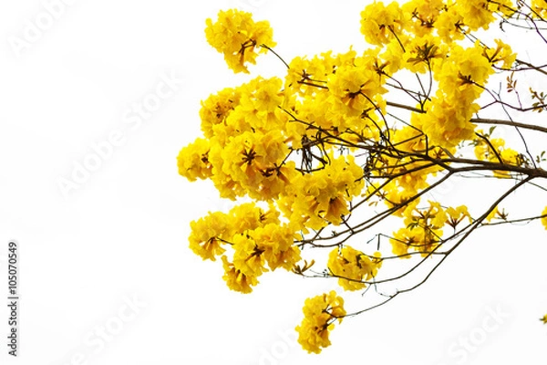 Fototapeta ellow tabebuia flower blossom on white background