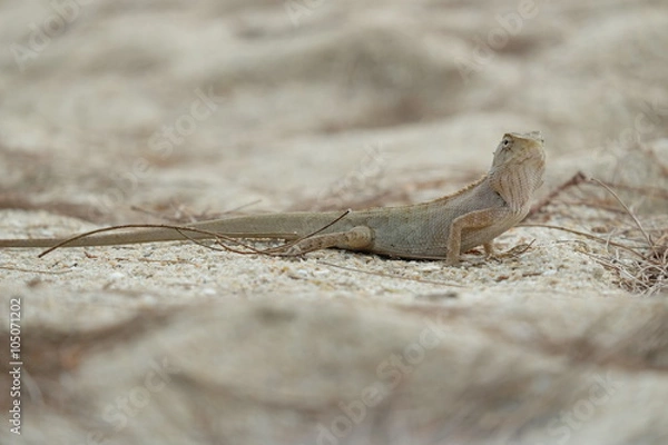 Fototapeta lizard on the sand