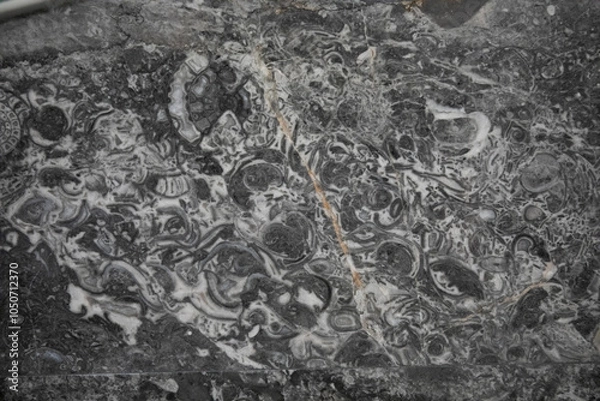 Fototapeta Section of building materials with ancient fossils