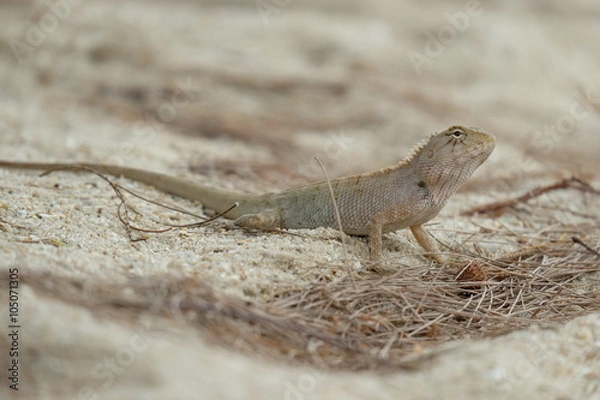 Obraz lizard on the sand