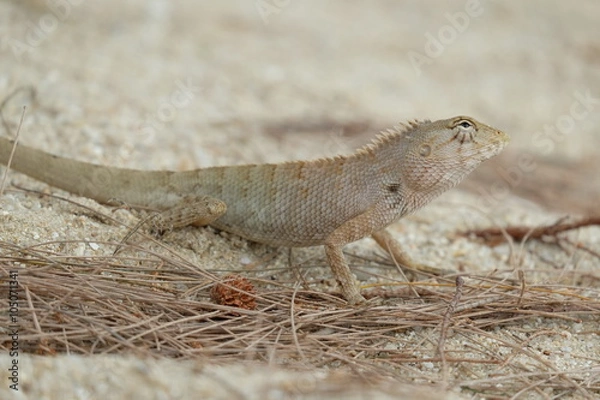 Fototapeta lizard on the sand