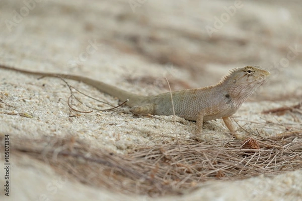 Fototapeta lizard on the sand