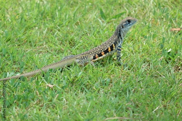 Fototapeta Butterfly lizard, Small-scaled lizard, Ground lizard