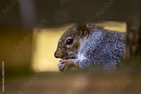 Obraz View of squirrel eating a but through tree branches