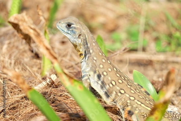 Fototapeta Butterfly lizard, Small-scaled lizard, Ground lizard