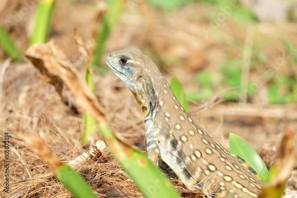 Fototapeta Butterfly lizard, Small-scaled lizard, Ground lizard