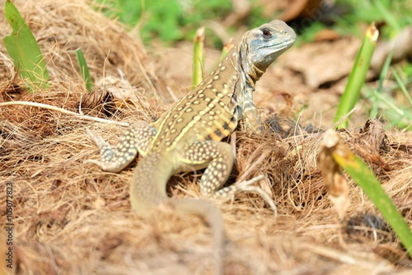 Obraz Butterfly lizard, Small-scaled lizard, Ground lizard
